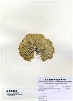 藏品(白果胞藻)的圖片